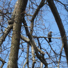 � ������� �����